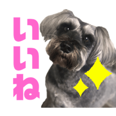 [LINEスタンプ] シュナと雑種2