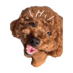 [LINEスタンプ] 山形クウ