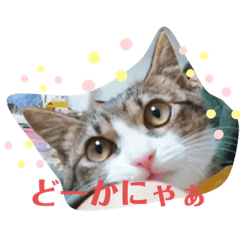 [LINEスタンプ] 猫のむぎのスタンプ その2