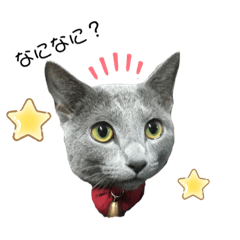 [LINEスタンプ] 猫のエアロ