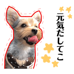 [LINEスタンプ] ヨーキーのモモ