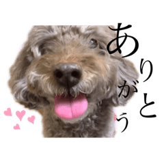 [LINEスタンプ] 愛犬たいちゃんのスタンプ