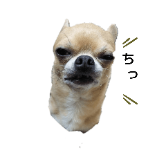 [LINEスタンプ] 人間味溢れるチワワ