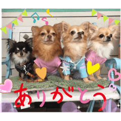 [LINEスタンプ] Chihuahua4