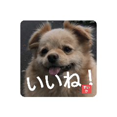 [LINEスタンプ] すいか！いいね！