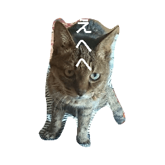 [LINEスタンプ] 猫の考え