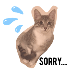 [LINEスタンプ] マメちゃんスタンプです