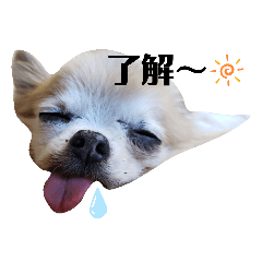 [LINEスタンプ] 永田家の獣たち＋α