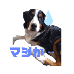 [LINEスタンプ] バーニーズマウンテンドッグ・ルナ3