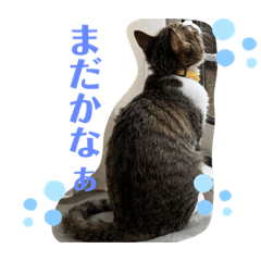 [LINEスタンプ] 猫のむぎのスタンプ その3