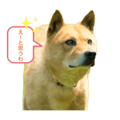 [LINEスタンプ] ピースワンコ保護犬スタンプ日常備後弁ver.