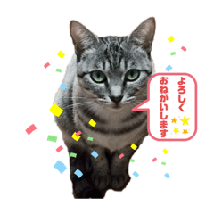 [LINEスタンプ] 猫色々