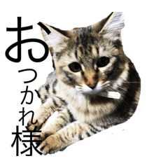 [LINEスタンプ] KIJIねこ猫ネコTORA