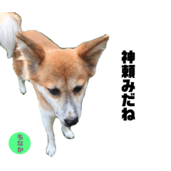 [LINEスタンプ] ミックス犬もなか