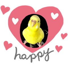 [LINEスタンプ] セキセイインコ(黄色)
