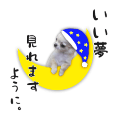 [LINEスタンプ] チワワのくうさま