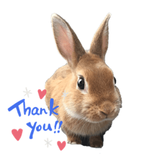 [LINEスタンプ] さとのうさぎ