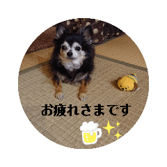[LINEスタンプ] 我が家のわんこ3
