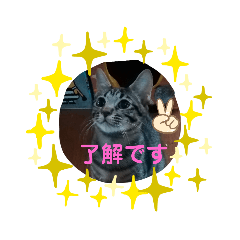 [LINEスタンプ] TENKOにゃんずฅ