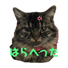 [LINEスタンプ] もことクウ