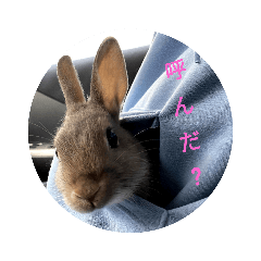 [LINEスタンプ] うさぎココちゃん2020