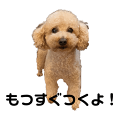 [LINEスタンプ] まいぺーす温情犬れお