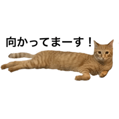 [LINEスタンプ] ナノマロ1221