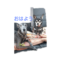 [LINEスタンプ] 我が家の愛犬  アンジーとトム  02