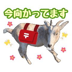 [LINEスタンプ] 幸福ヤギ『コウ』のスタンプ