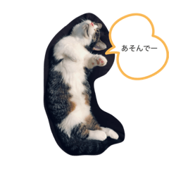 [LINEスタンプ] にゃんたの日々の生活