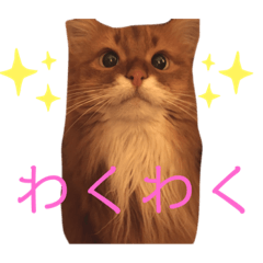 [LINEスタンプ] きららの毎日2