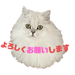 [LINEスタンプ] 千ニャン珀にゃん
