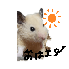[LINEスタンプ] キンクマハムスターのドリスくん