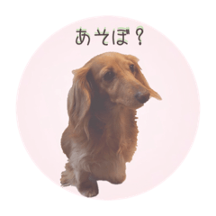 [LINEスタンプ] ミニチュアダックスのフルールちゃん