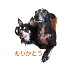 [LINEスタンプ] 我が家の愛犬  アンジーとトム 03