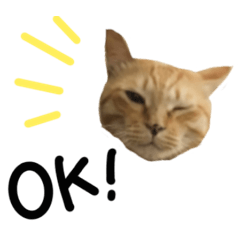 [LINEスタンプ] 茶トラのみかんくん