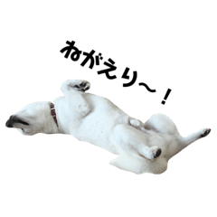 [LINEスタンプ] 白柴のカイ 1