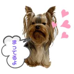 [LINEスタンプ] 可愛いヨーキー♡琴音＆璃愛華＆愛望⑤