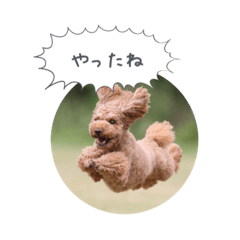 [LINEスタンプ] トイプードル ロック 2
