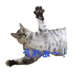 [LINEスタンプ] ハルハナ2