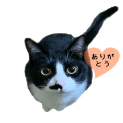 [LINEスタンプ] うちのハチワレ2