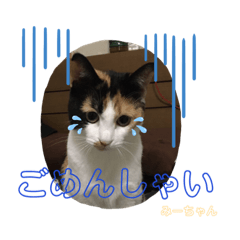 [LINEスタンプ] にゃん6