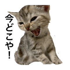 [LINEスタンプ] 猫ウサギ