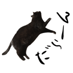 [LINEスタンプ] 日常会話ネコスタンプ