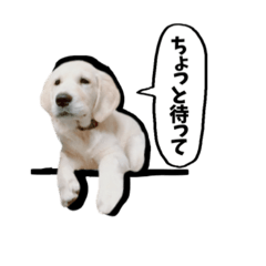 [LINEスタンプ] ニコ茶々スタンプ