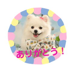[LINEスタンプ] ポメラニアン ひめちゃん