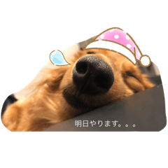 [LINEスタンプ] ダックスフンド アトム