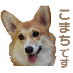 [LINEスタンプ] コーギーのこまち②