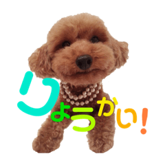 [LINEスタンプ] トイプードルcocoちゃん