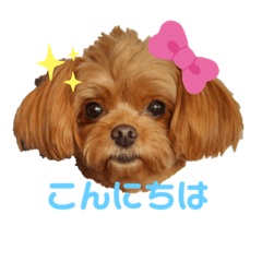 [LINEスタンプ] はぴちゃんスタンプ